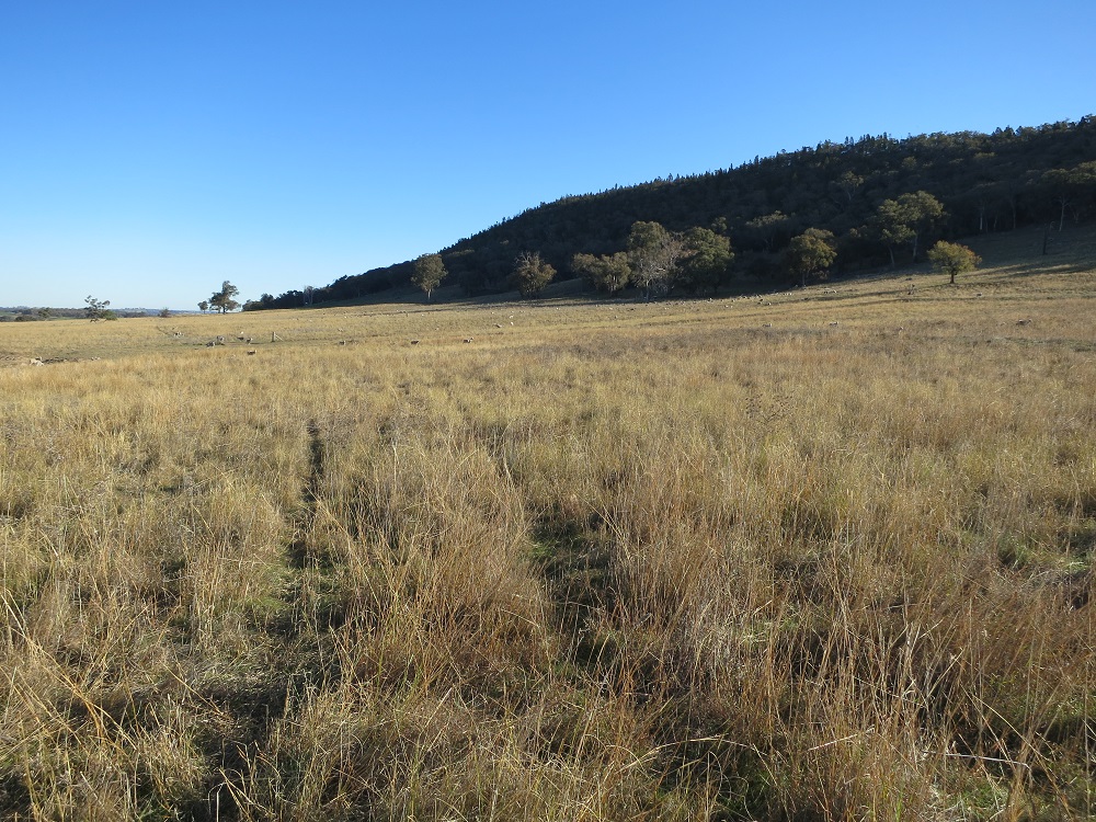 Native non-woody vegetation